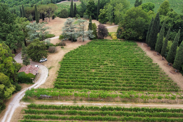 Le Vigne di san Pietro