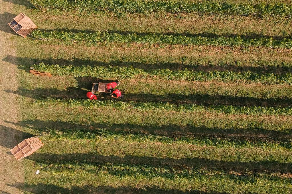 Le cantine del lago di Garda: Cantina Allegrini
