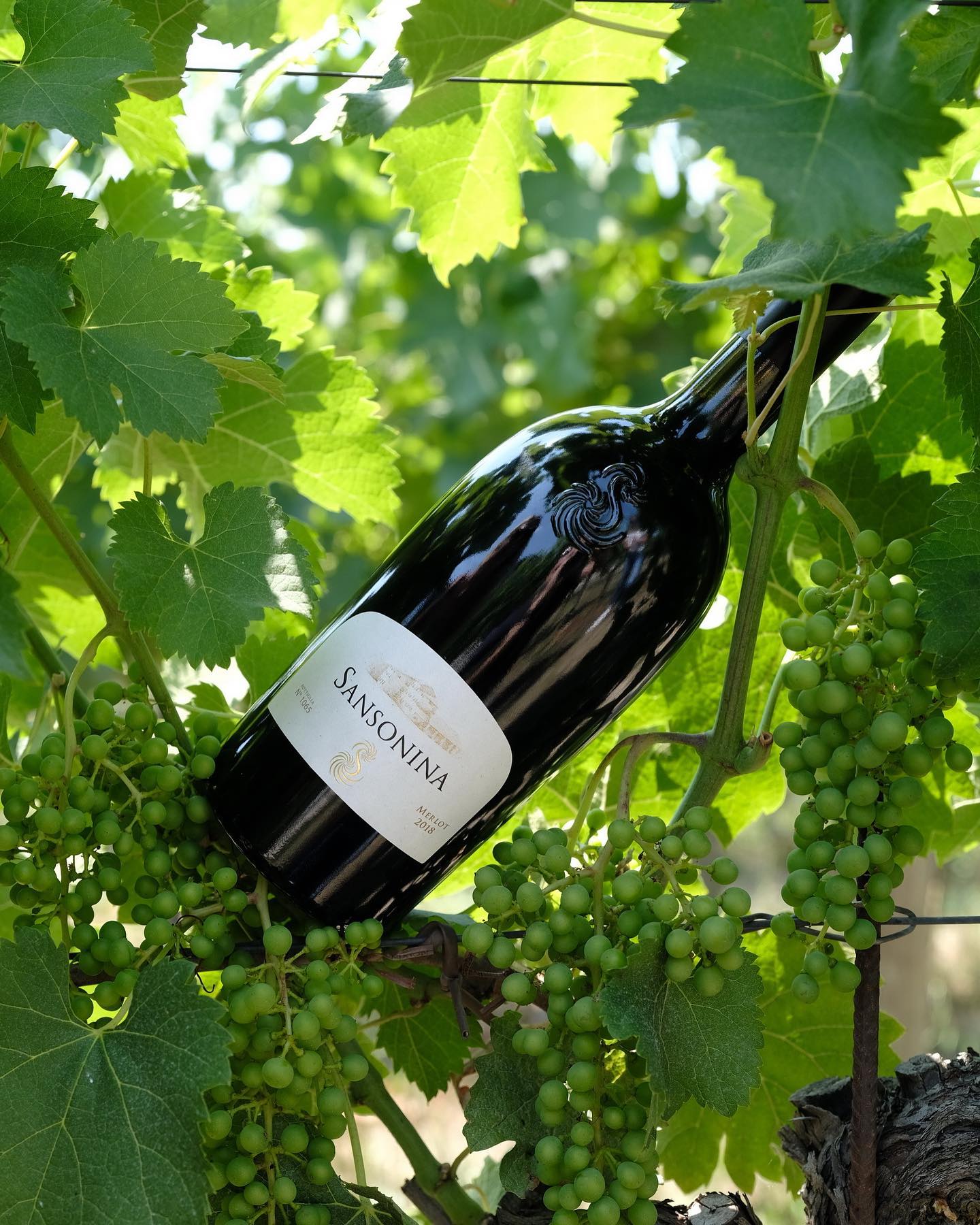 Le cantine del lago di Garda: Cantina Sansonina