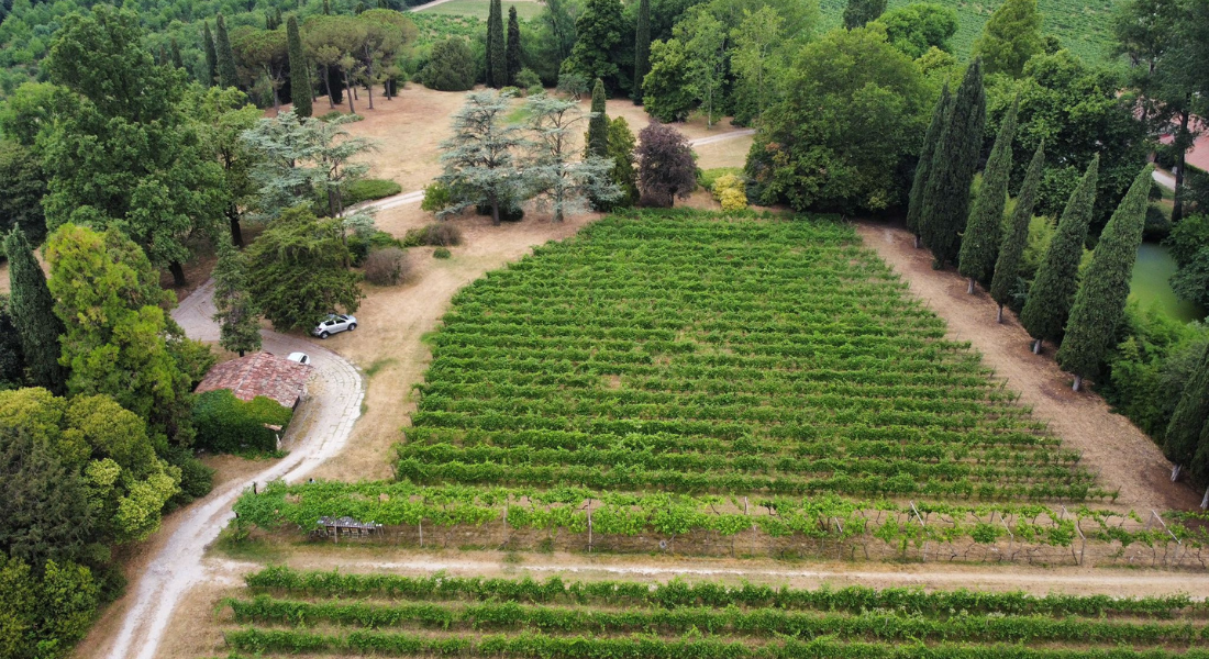 Le cantine del lago di Garda: le Vigne di San Pietro