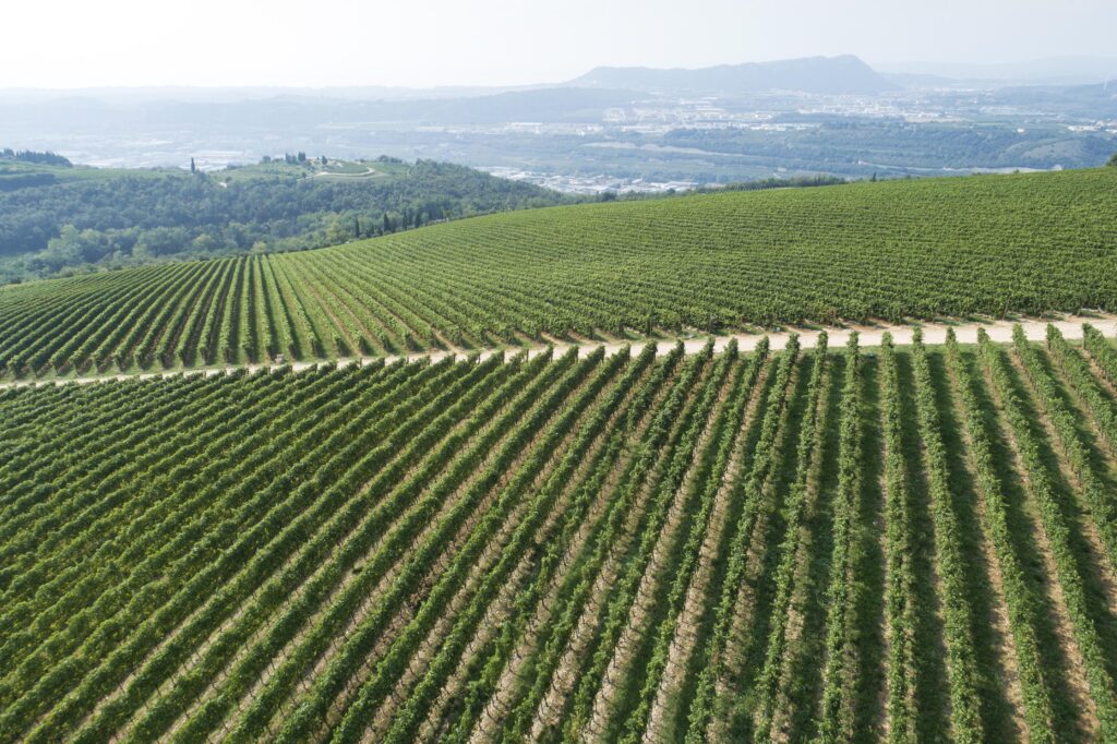Tenuta Costalunga vigne