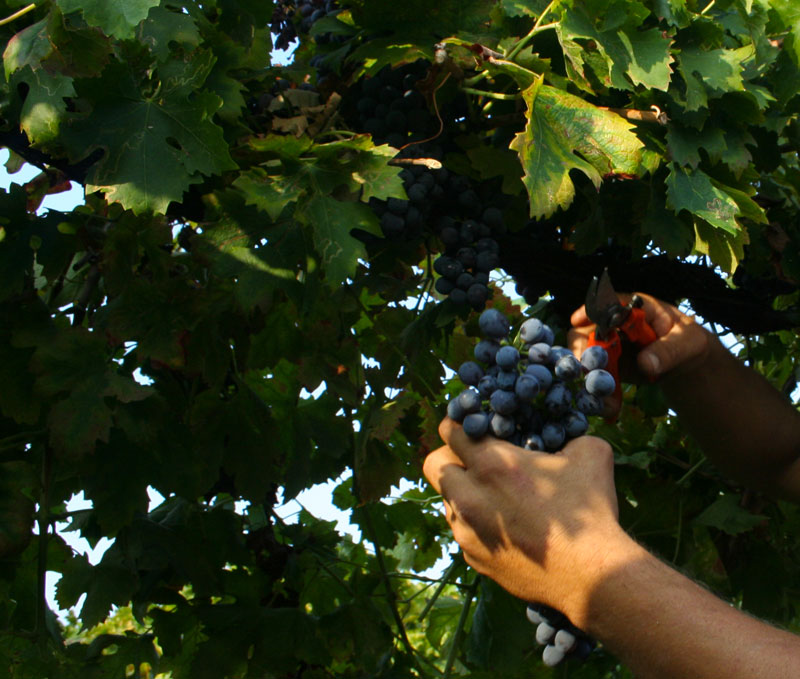 azienda-agricola-casaretti-raccolta-a-mano