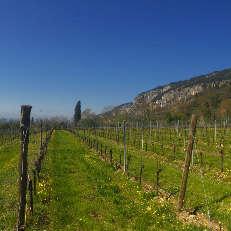 Le cantine del lago di Garda: Cantina Casaretti