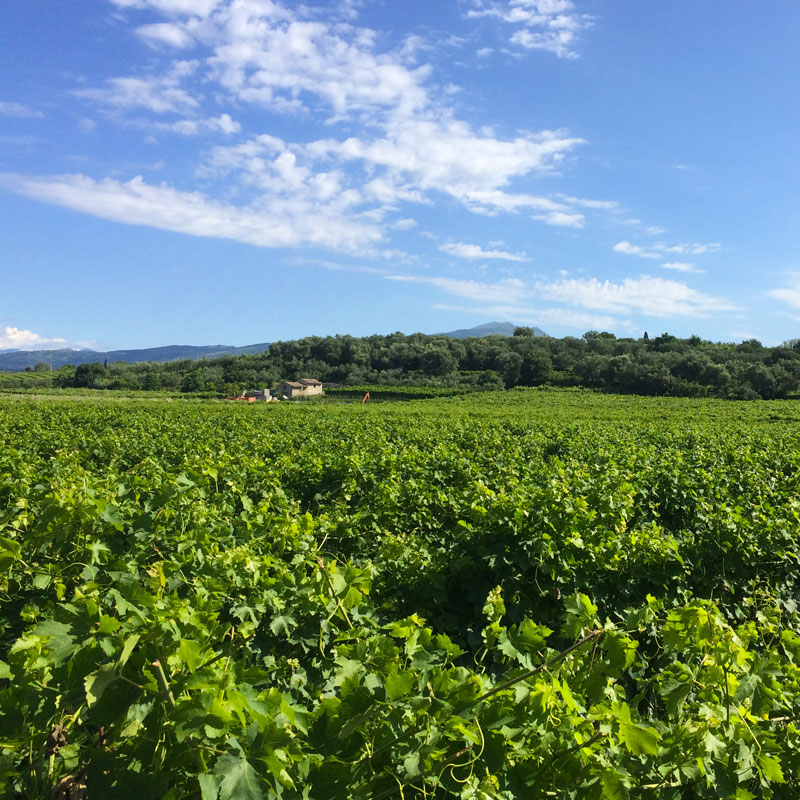 azienda-agricola-casaretti-vigneti