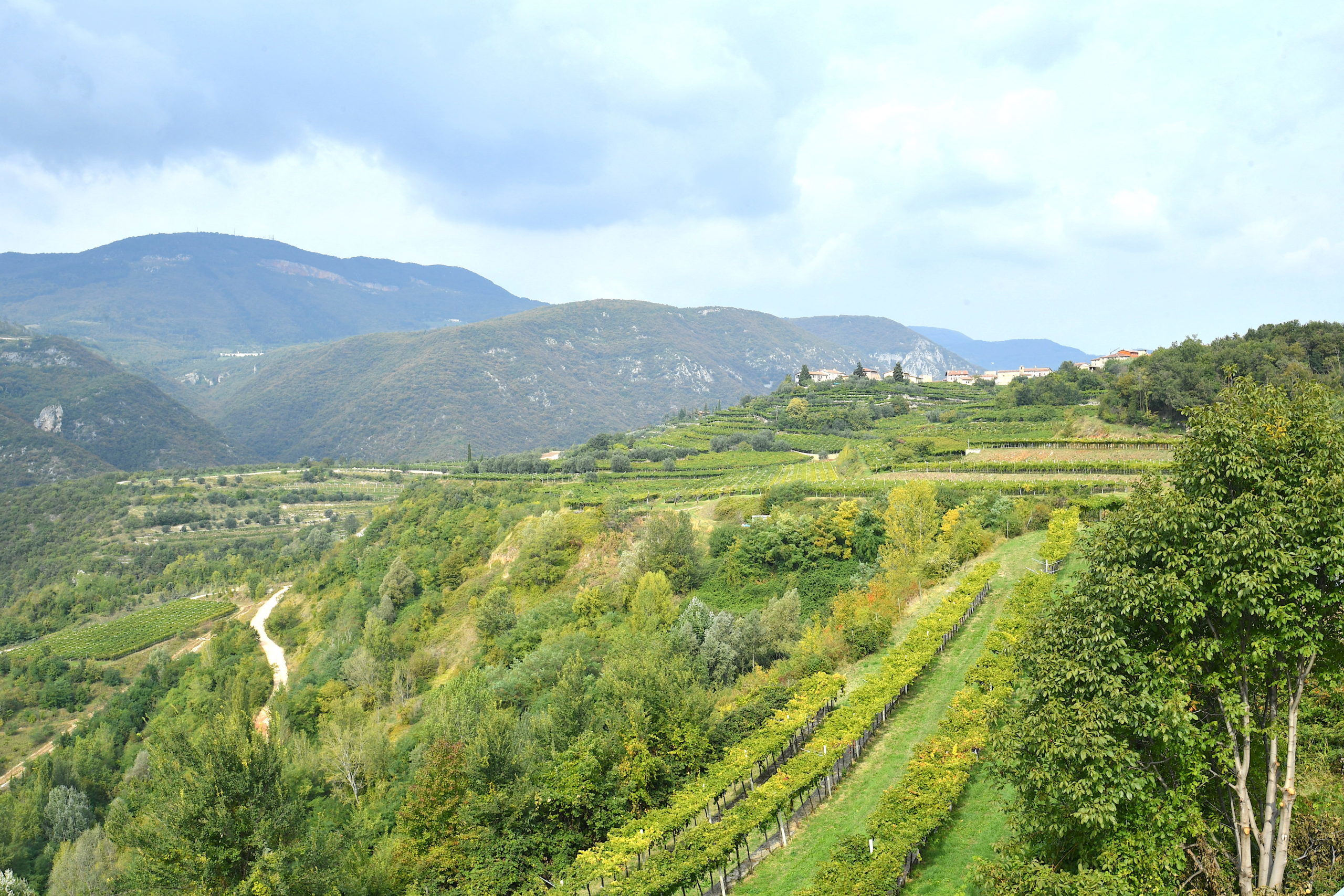 DEGUSTAZIONE CON VISTA NEL CUORE DELLA VALPOLICELLA