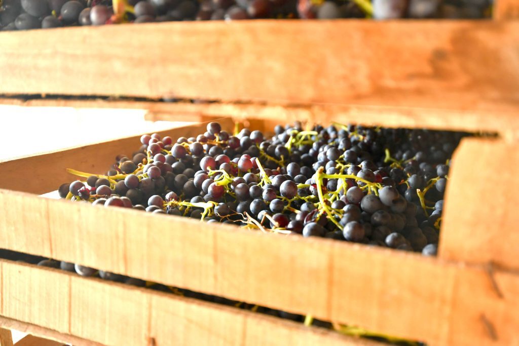 wine_experience_enjoy3