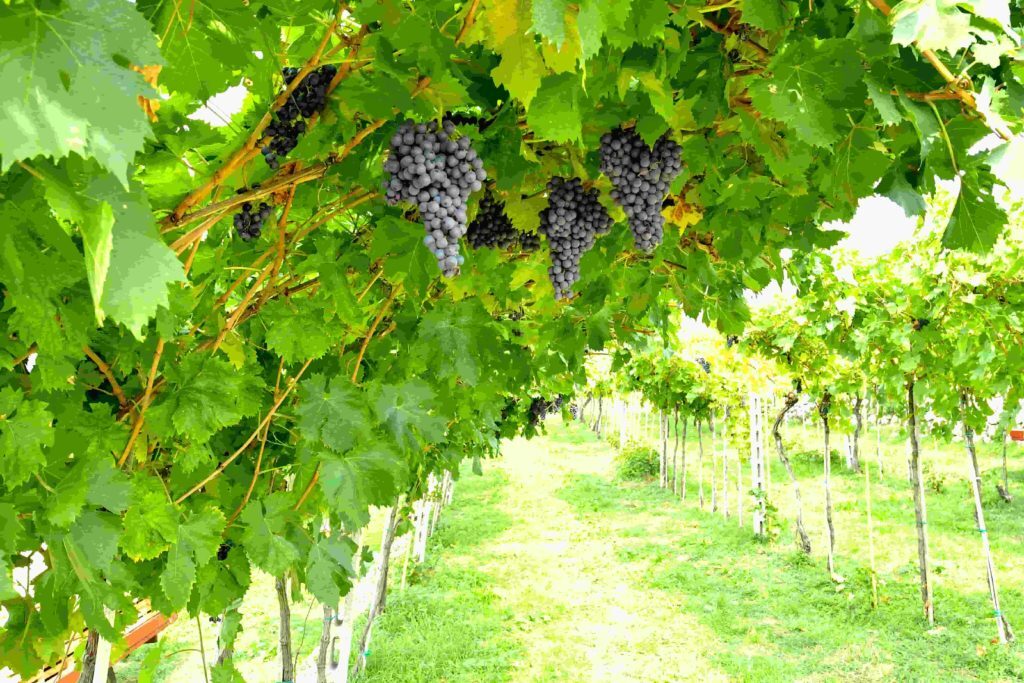 wine_experience_enjoy4