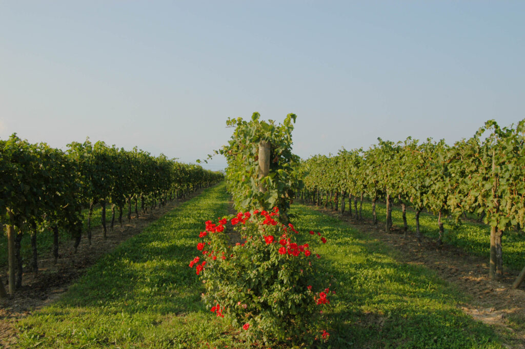 zenato vigneti Lugana (2)